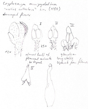 Vorschaubild Cryptocarya amygdalina Nees